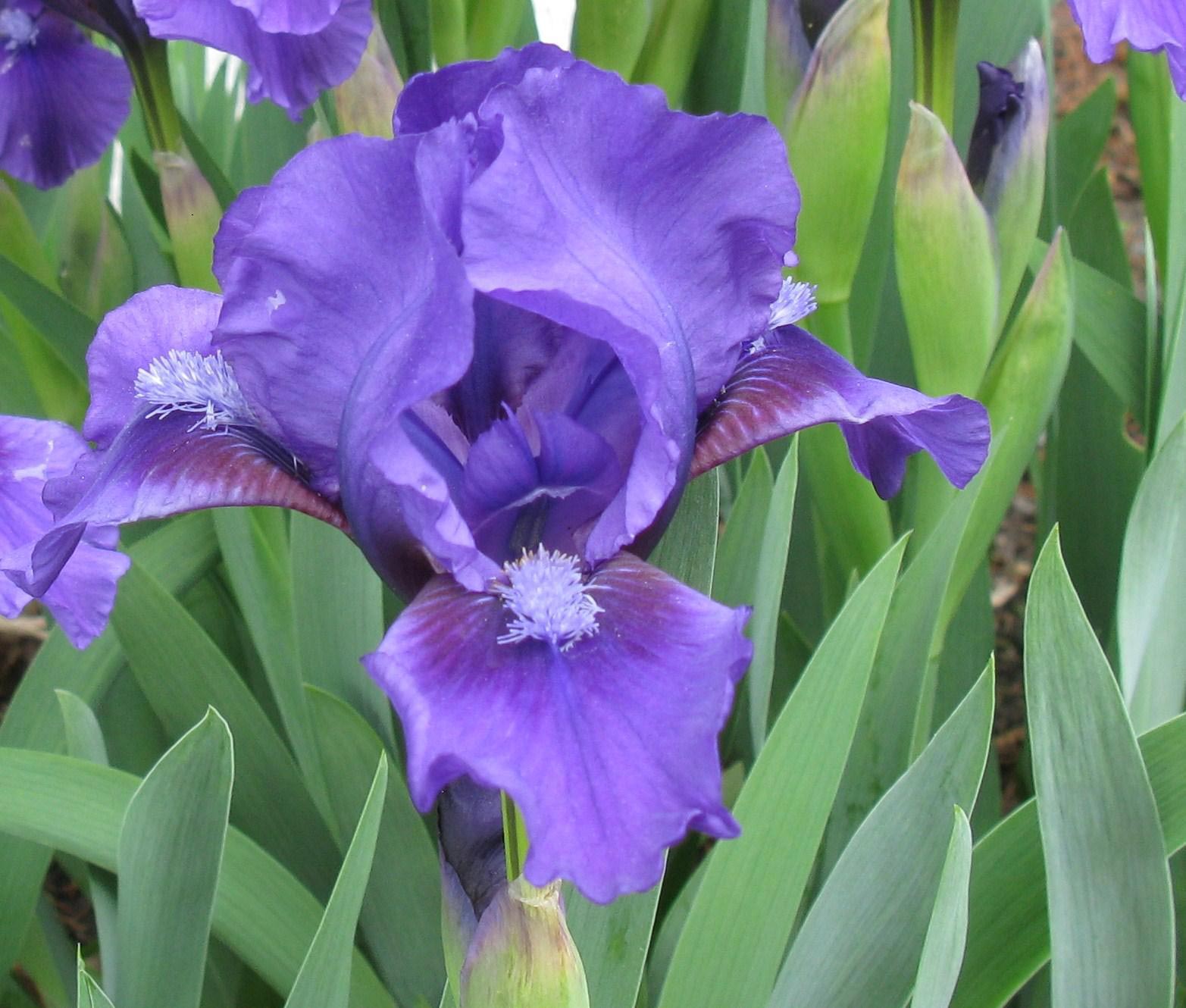 Iris Bleu