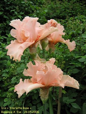 Iris Starlette Rose