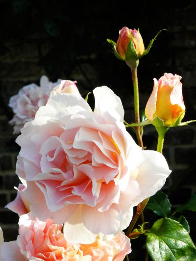 Rose Abraham Darby