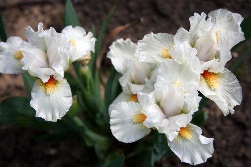 Iris Blanc