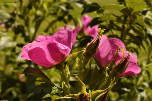 Rosa rugosa rubra