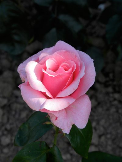 Rose héritage