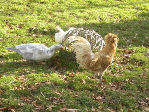 Chassis du jardin de Mesnil geoffroy